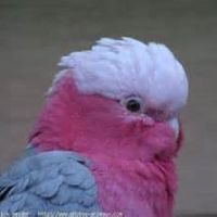 Cacatoès rosalbin