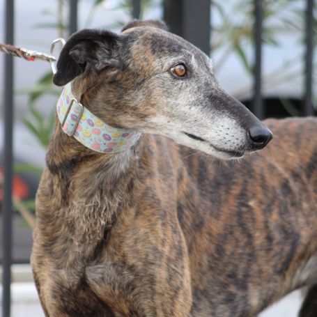 Romero,  tendre galgo sénior cherche une famille #0