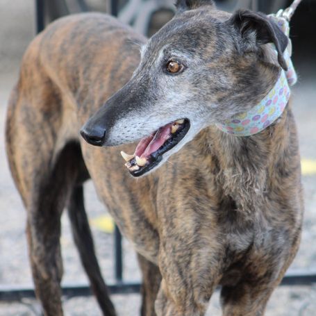 Romero,  tendre galgo sénior cherche une famille #3