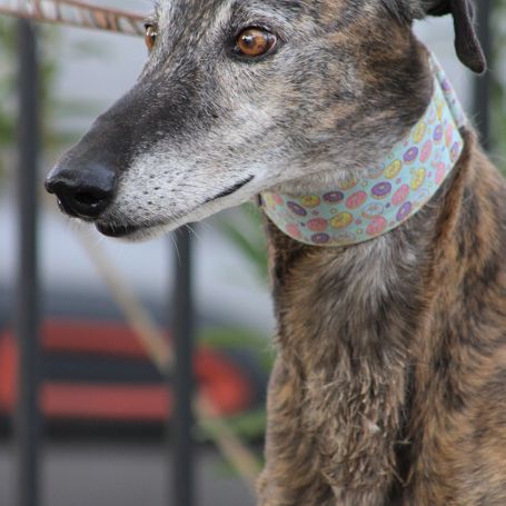 Romero,  tendre galgo sénior cherche une famille #4