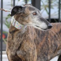 Romero,  tendre galgo sénior cherche une famille