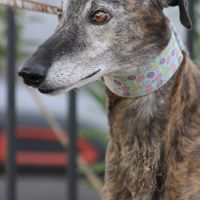 Romero,  tendre galgo sénior cherche une famille #4