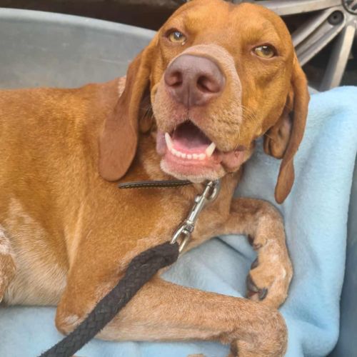 Unik mâle type pointer 2 ans #3