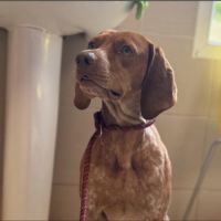 Unik mâle type pointer 2 ans #0