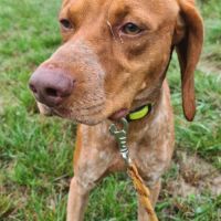 Unik mâle type pointer 2 ans #2