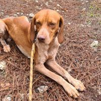 Unik mâle type pointer 2 ans #4