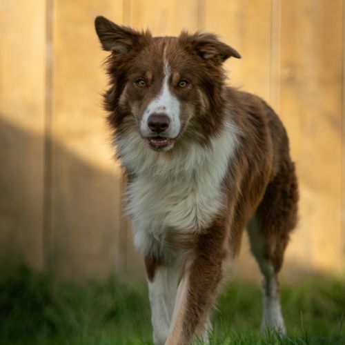 Thor mâle type border collie 3 ans #0
