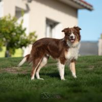Thor mâle type border collie 3 ans #2