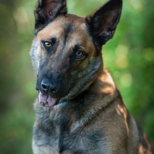 Tao berger belge malinois 3 ans #0