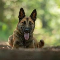 Tao berger belge malinois 3 ans #1