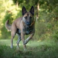 Tao berger belge malinois 3 ans #2