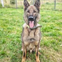 Skoll mâle berger allemand 4 ans
