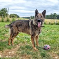 Skoll mâle berger allemand 4 ans #2