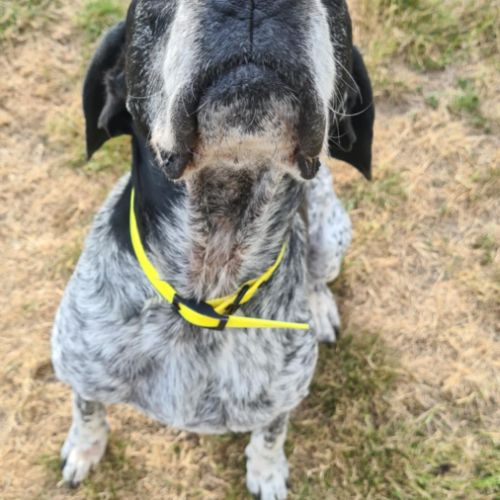 Rambo mâle braque 10 ans #1