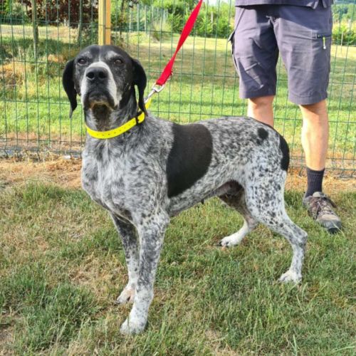 Rambo mâle braque 10 ans #0