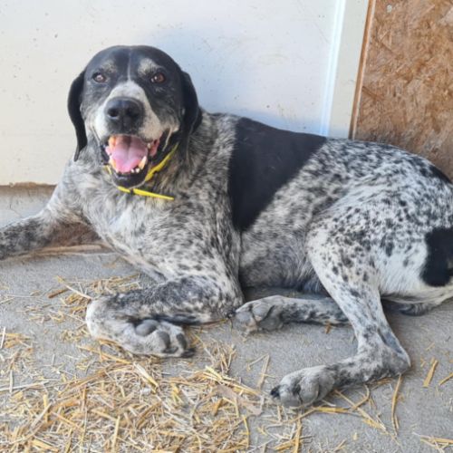 Rambo mâle braque 10 ans #3