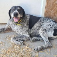 Rambo mâle braque 10 ans #3