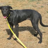 Abyss femelle labrador 10 mois #1