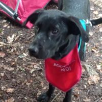 Abyss femelle labrador 10 mois