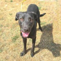 Abyss femelle labrador 10 mois #3