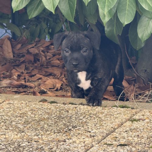Chiot staffordshire bull terrier , staffie, lof #1
