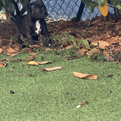 Chiot staffordshire bull terrier , staffie, lof #2