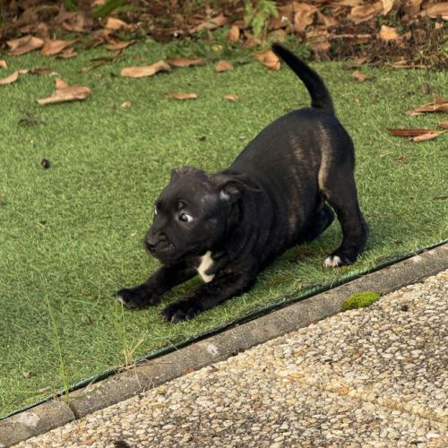 Chiot staffordshire bull terrier , staffie, lof #3
