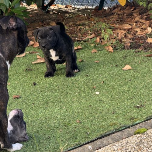 Chiot staffordshire bull terrier , staffie, lof #4