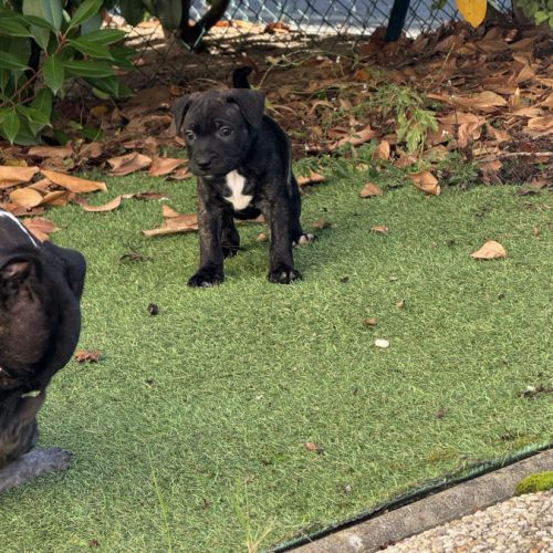 Chiot staffordshire bull terrier , staffie, lof #5