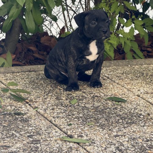 Chiot staffordshire bull terrier , staffie, lof #7