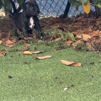 Chiot staffordshire bull terrier , staffie, lof #2