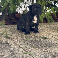 Chiot staffordshire bull terrier , staffie, lof #7