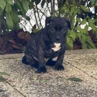 Chiot staffordshire bull terrier , staffie, lof #0