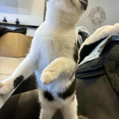 Uno-adorable chaton #3