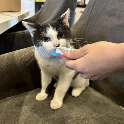 Uno-adorable chaton #4