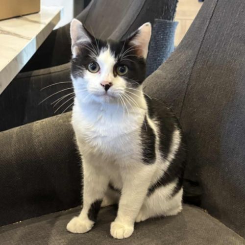 Uno-adorable chaton #0