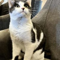 Uno-adorable chaton #5