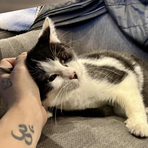 Adorable chaton-uno #1