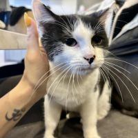 Adorable chaton-uno #2