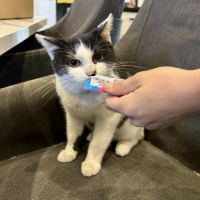 Adorable chaton-uno #4