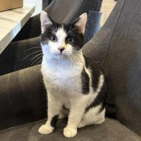 Adorable chaton-uno #6