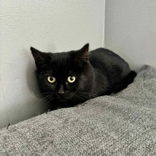 Uly-adorable chatonne #2