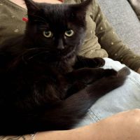 Uly-adorable chatonne #3