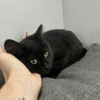 Uly-adorable chatonne #4