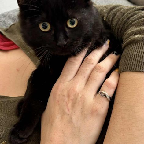 Adorable chatonne-uly