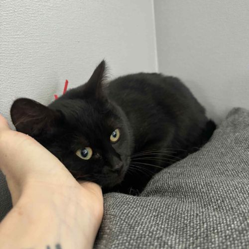 Adorable chatonne-uly #4