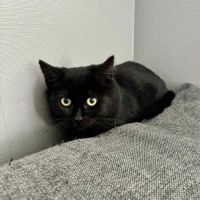 Adorable chatonne-uly #2