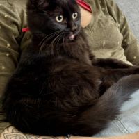 Adorable chatonne-uly #5