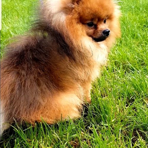 Kai pour saillie, petit chien, grand caractère #1