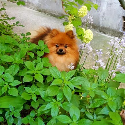 Kai pour saillie, petit chien, grand caractère